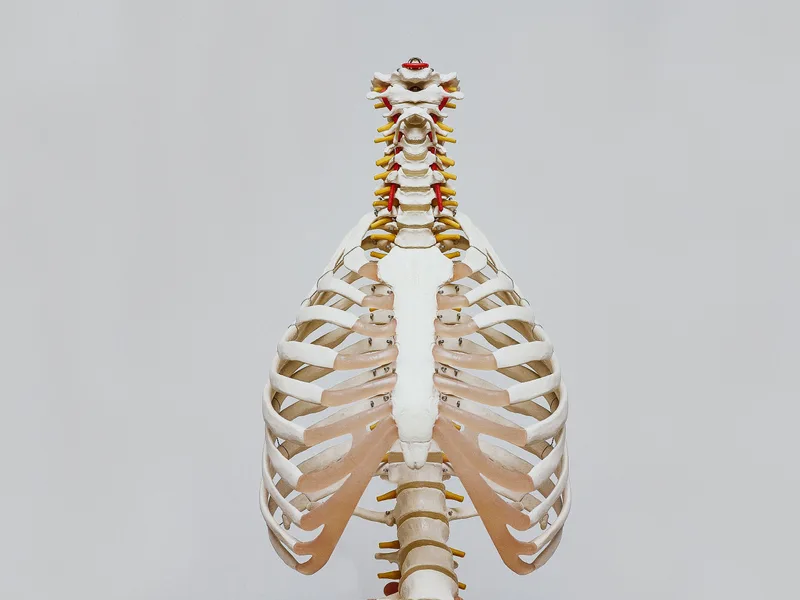 How X-Rays works at Next Level Chiropractic & Wellness